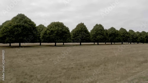 Drive plate-Angle forward driving past parallel rows of trees and sheep grazing on the outskirts of the Blenheim Palace estate on a cloudy England day. photo