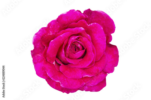 Beautiful Pink rose isolated on white background, soft focus.