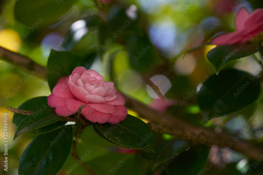 The pink bud of camellia blossomed in the spring.
