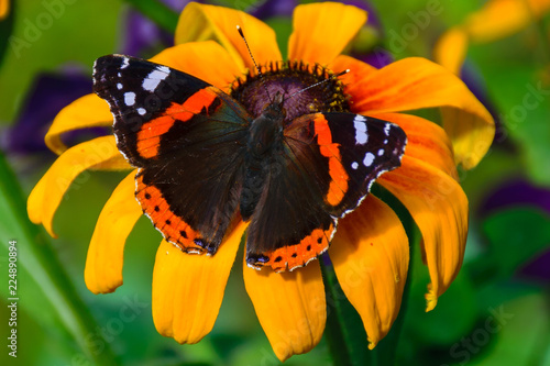 Red admiral butterfly sitting on a flower.