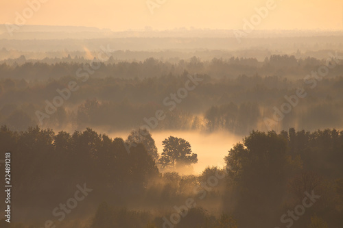 Morning natural scenery, landscape. Trees in the sun and in the fog.