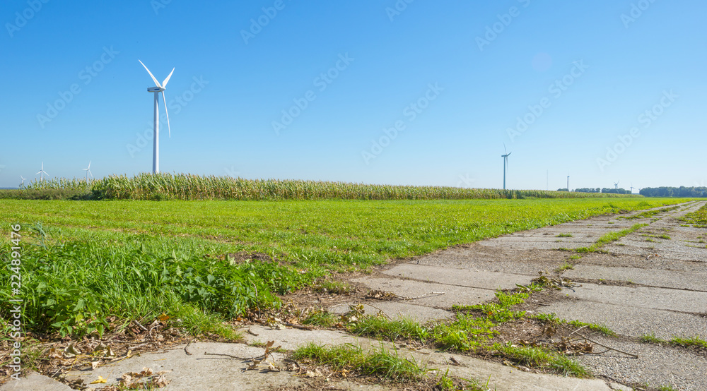 Green farmland with vegetables below a blue sky at fall