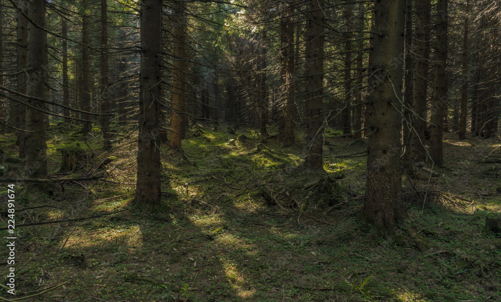 Forest in Jeseniky mountains in summer nice day Forest in Jeseniky mountains in summer nice day