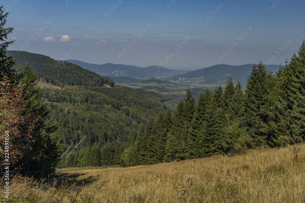 Forest in Jeseniky mountains in summer nice day