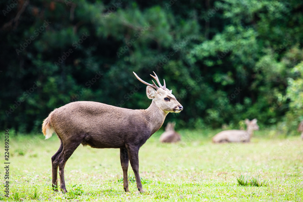 The deers in the wildlife sanctuary of Thailand. The deers in the wildlife sanctuary of Thailand.