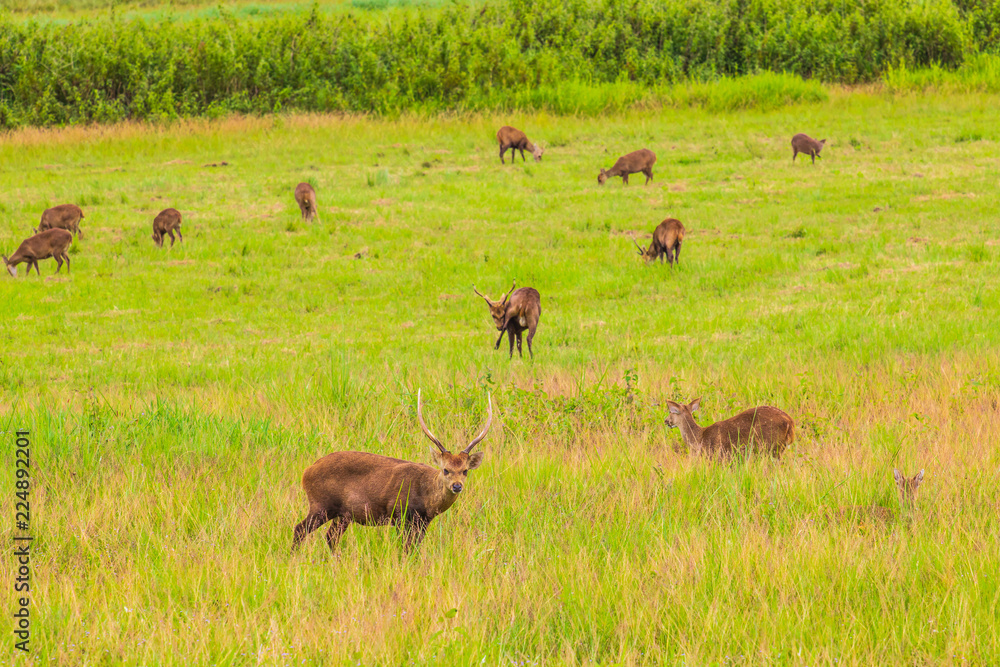 The deers in the wildlife sanctuary of Thailand. The deers in the wildlife sanctuary of Thailand.