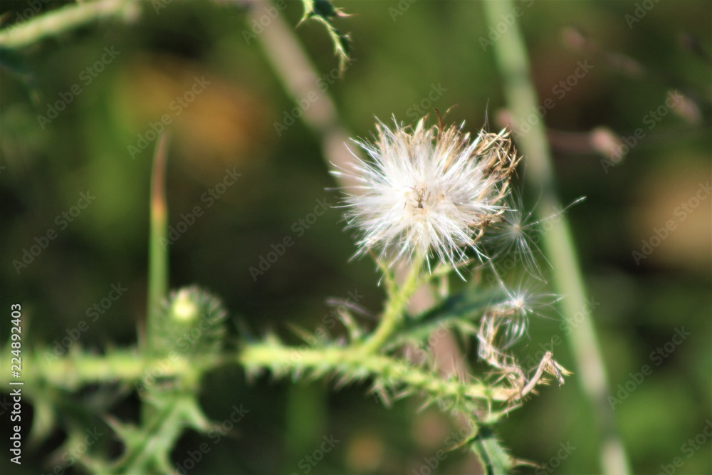 dandelion, flower, nature, plant, green, grass, summer, spring, white, seed, seeds, weed, macro, field, wind, thistle, meadow, flora, blowball, blossom, wild, fluffy, botany, close-up, beauty dandelion, flower, nature, plant, green, grass, summer, spring, white, seed, seeds, weed, macro, field, wind, thistle, meadow, flora, blowball, blossom, wild, fluffy, botany, close-up, beauty