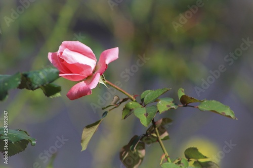 rose, flower, pink, red, nature, garden, plant, green, leaf, blossom, beauty, love, roses, floral, beautiful, flora, bloom, petal, romance, summer, spring, valentine, flowers, day, isolated