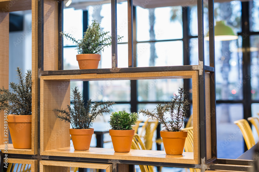 Green potted plants in beautiful pot outdoor Green potted plants in beautiful pot outdoor