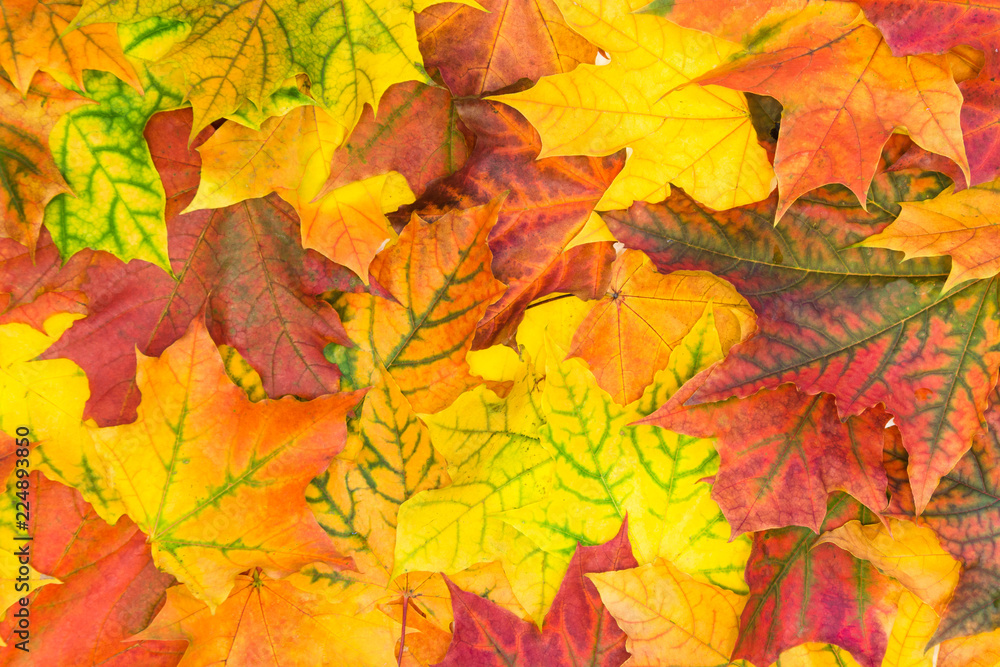 Autumn colorful leaves. Top view. Fall pattern. Autumn colorful leaves. Top view. Fall pattern.