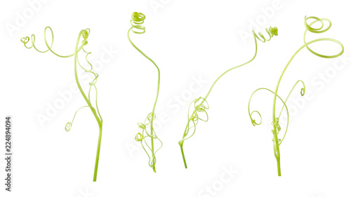 Photography Green ivy plant  isolated on gray background, clipping path