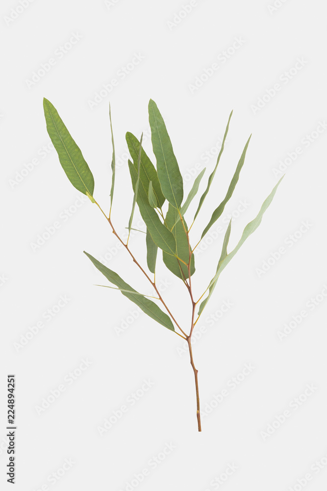 Fototapeta premium eucalyptus isolated on gray background with clipping path..