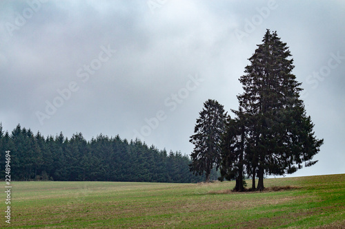 Two pine trees in a field in France near Pionsat (Auvergne) © Fons