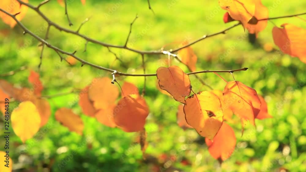 Golden Apple tree leaves move in the wind on a warm autumn day Golden Apple tree leaves move in the wind on a warm autumn day