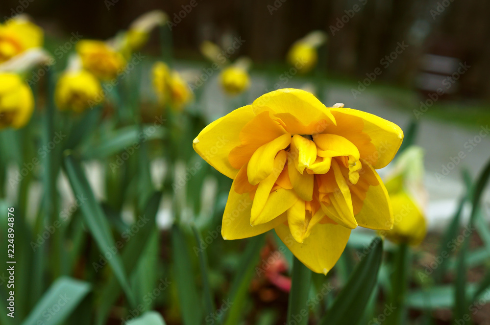 Obraz premium Narcissus yellow. Spring flowers are blooming.