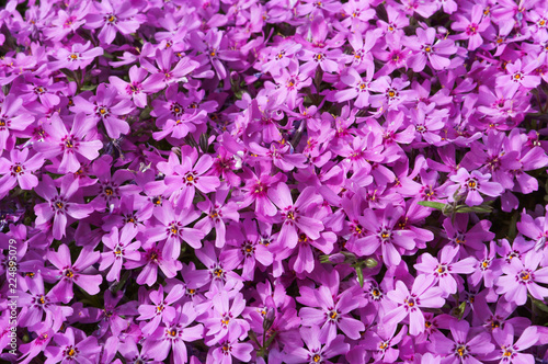 Background lilac flowers. Background from small pink flowers.