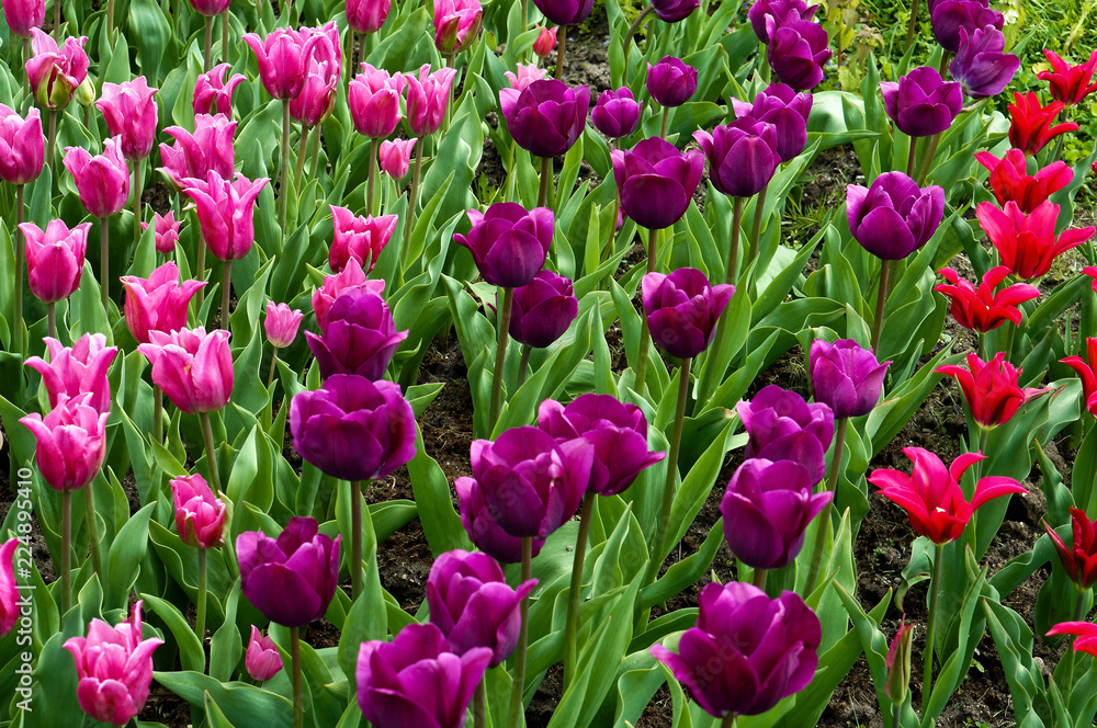 Multi-colored tulips. Spring flowers tulips. Multi-colored tulips. Spring flowers tulips.
