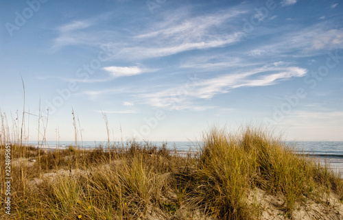 Protected Beach Environment Sea Oat Grass on Sand Dunes © Laura Ballard