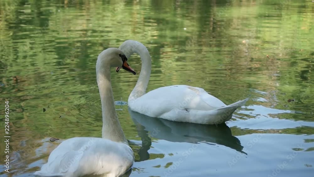 couple of white swans swims on the lake couple of white swans swims on the lake