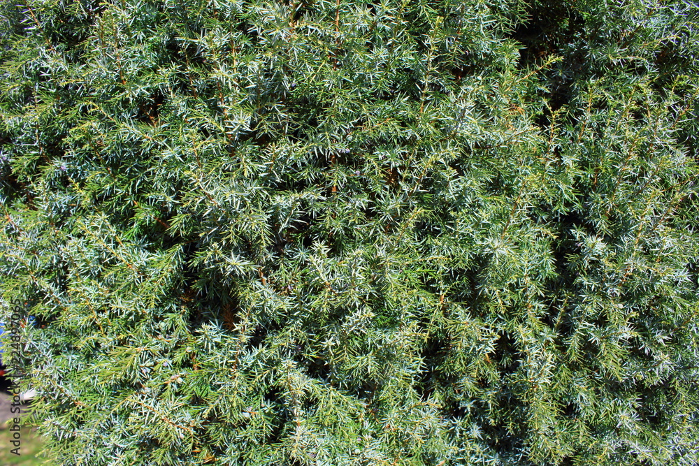 common juniper (Juniperus communis) background texture common juniper (Juniperus communis) background texture