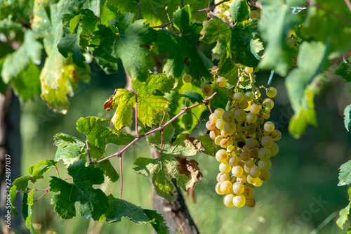 Bio winery white wine grape vineyard in Provence, south of France photo