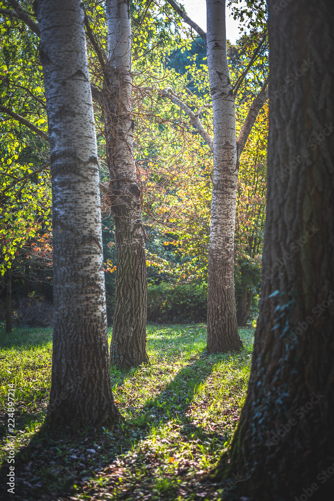 Autumn trees in the garden with sunlight / Pannonhalma Arboretum, Hungary Autumn trees in the garden with sunlight / Pannonhalma Arboretum, Hungary