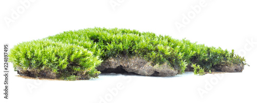 Green moss isolated on white background close up