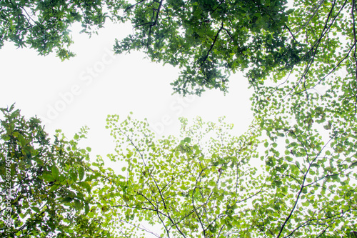 Fresh green forest and sunlight through green tree - Low Angle View..