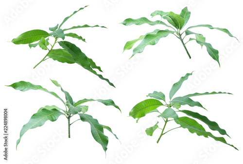 Green leaves of mango isolated on gray background  clipping path..