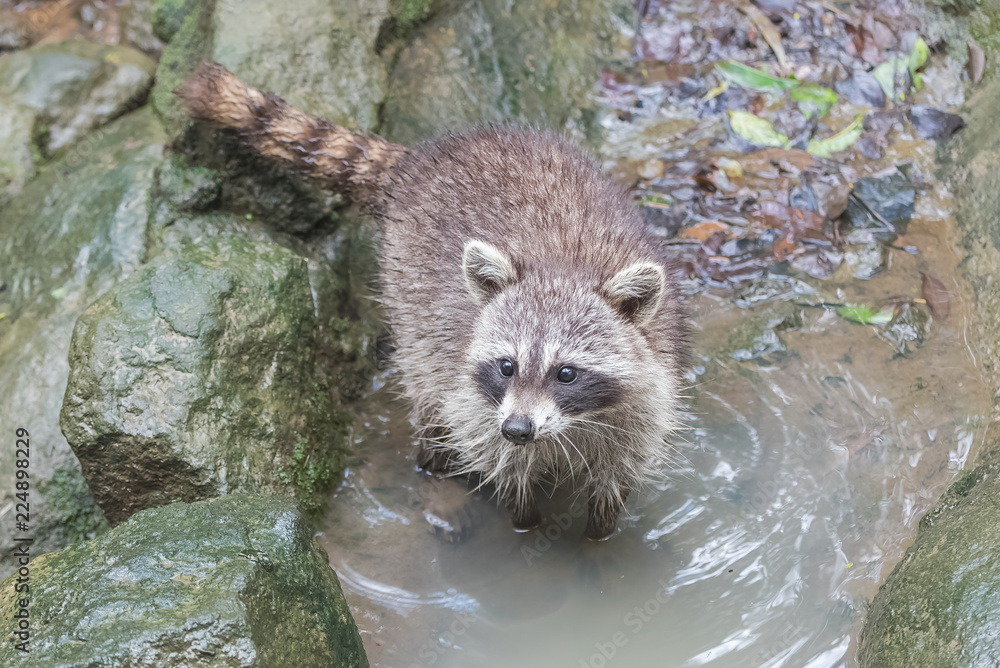 Obraz premium common raccoon, funny animal climbing in the river 