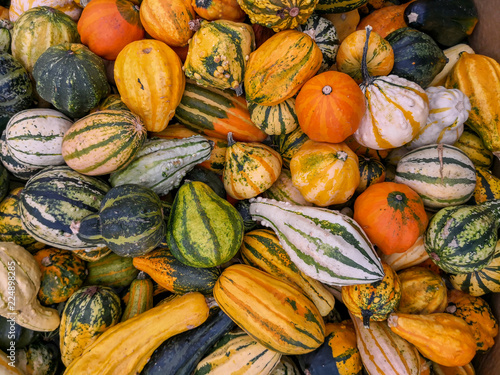 decorative pumpkins - autumn colors