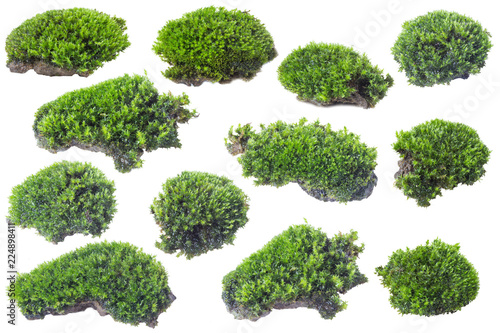 Green moss isolated on white background close up