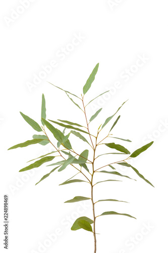 eucalyptus isolated on gray background with clipping path..