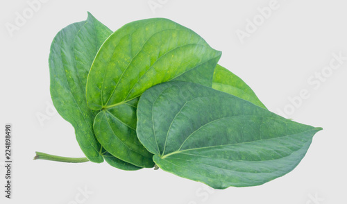 Green betel leaf isolated on the gray background with clipping path.