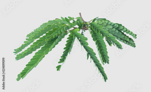 Tamarind leaves isolated on gray background with clipping path.