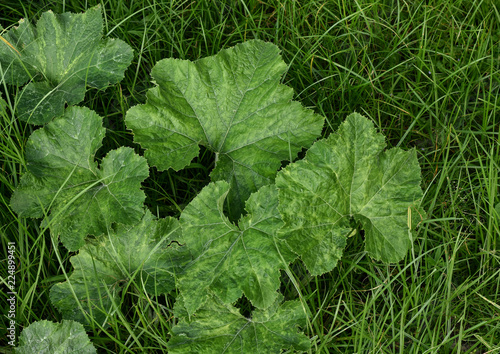 Pumpkin leaves and vines climb over green grass meadow.Natural background, selective focus.