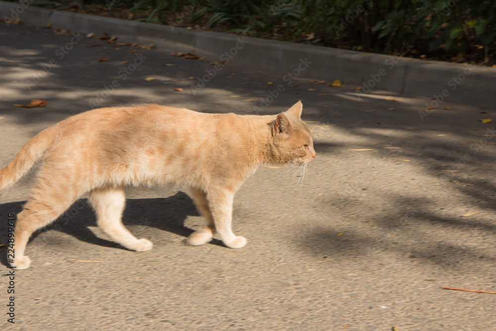 Stray cat walking on the street Stray cat walking on the street