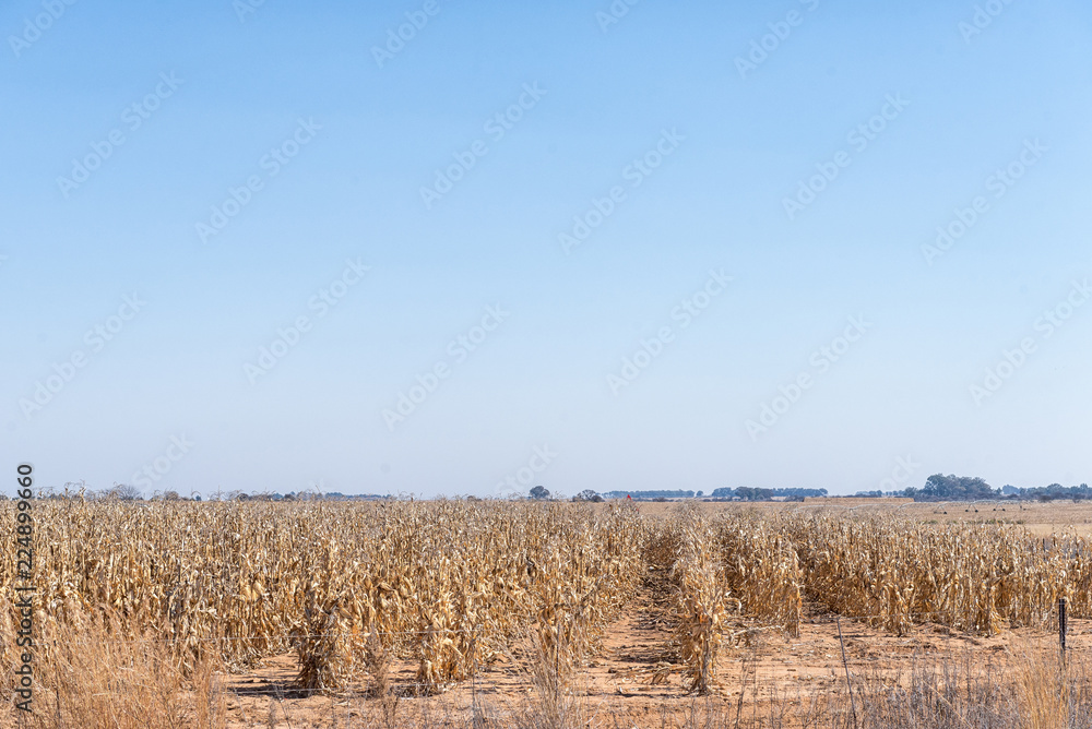 Corns fields ready to be harvested near Koppies Corns fields ready to be harvested near Koppies