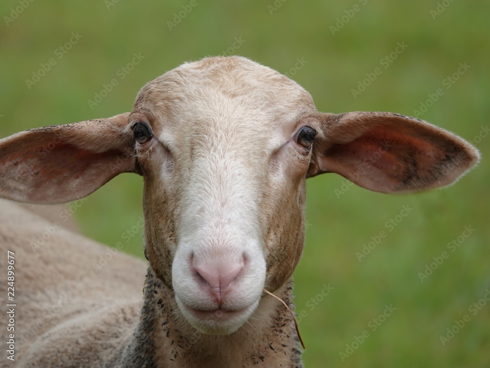 Portrait of a sheep on a background of green pasture.