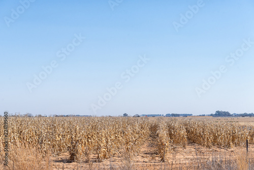 Corns fields ready to be harvested near Koppies
