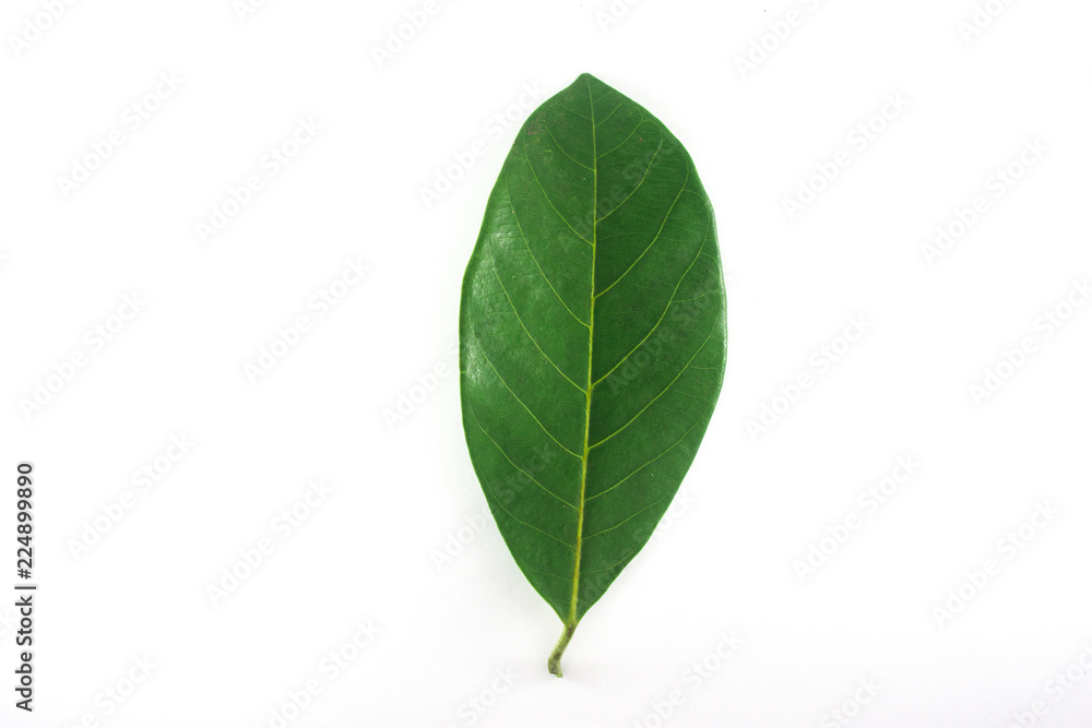 Isolated leaves on the white background. it is Beauty. Isolated leaves on the white background. it is Beauty.
