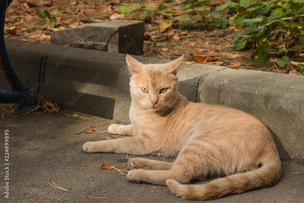 Fototapeta premium cat lying on the street