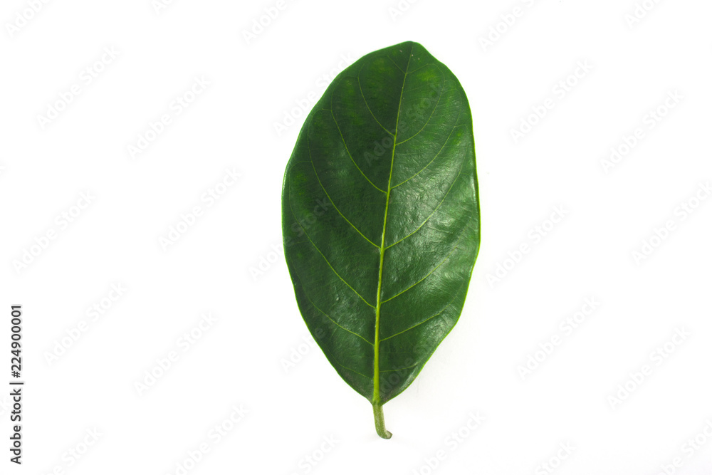 Isolated leaves on the white background. it is Beauty. Isolated leaves on the white background. it is Beauty.