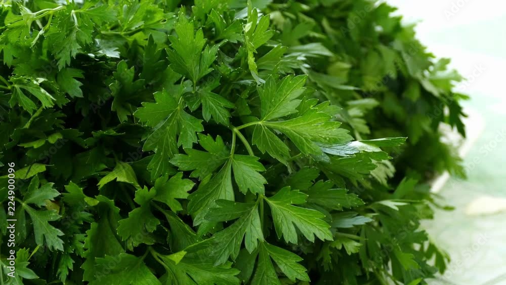 a bunch of parsley, fresh green parsley,
a bunch of parsley, fresh green parsley,