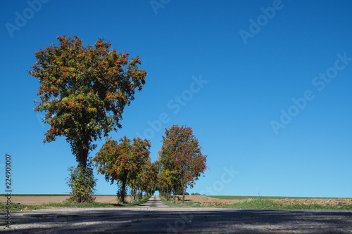 Vogelbeere, Sorbus aucuparia photo