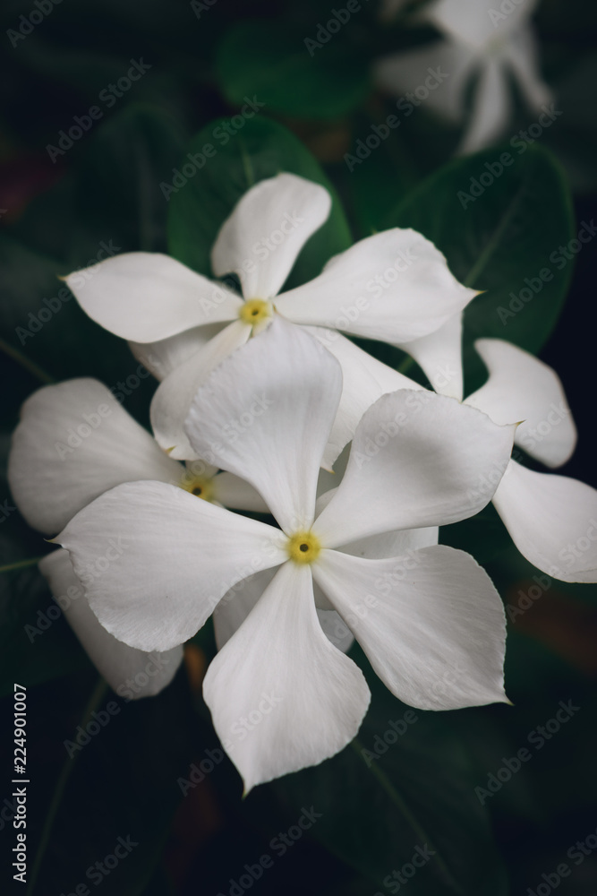 Flowers in the garden. Flowers in the garden.