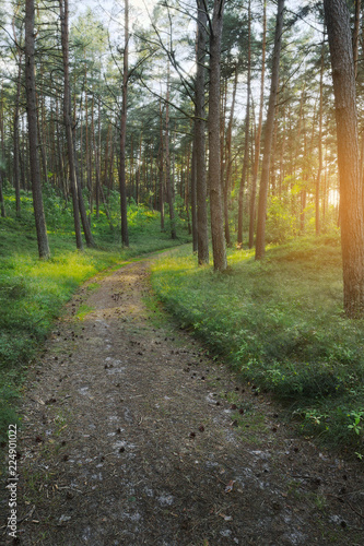 Path through evergreen coniferous pine forest at sunrise. Pinewood with Scots or Scotch pine Pinus sylvestris trees growing in Pomerania, Poland.