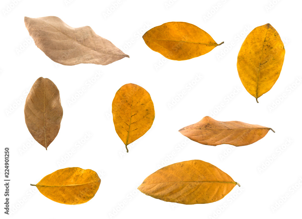 Isolated leaves on the white background. it is Beauty.