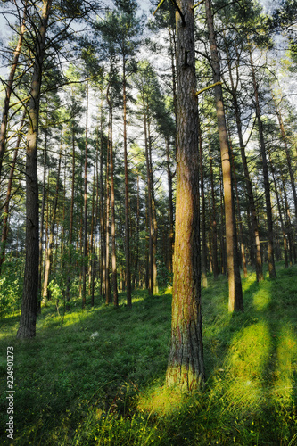 Evergreen coniferous pine forest. Pinewood with Scots or Scotch pine Pinus sylvestris trees growing in Pomerania  Poland.