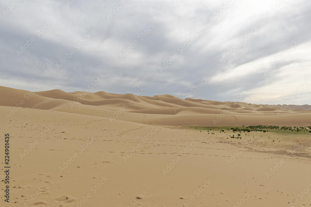 Mongolia, Gobi desert – some greenery on the sand.